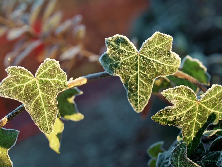 Leaf Flora Fall