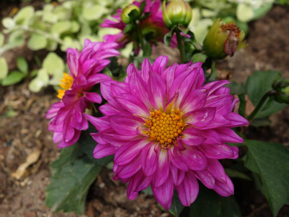 Flower Garden Pink