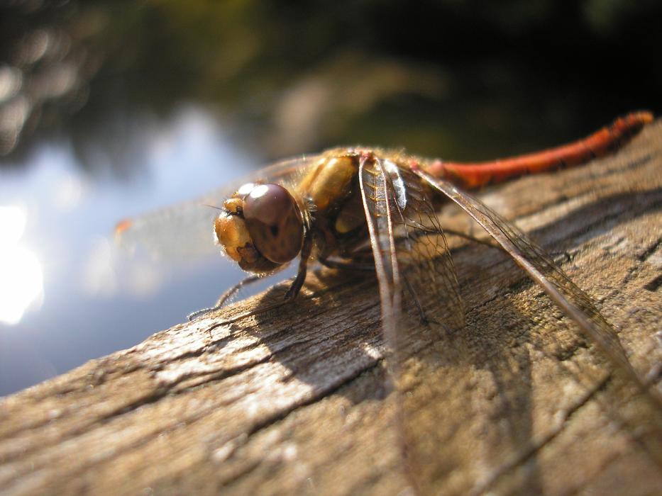 Bug Nature Helicopter