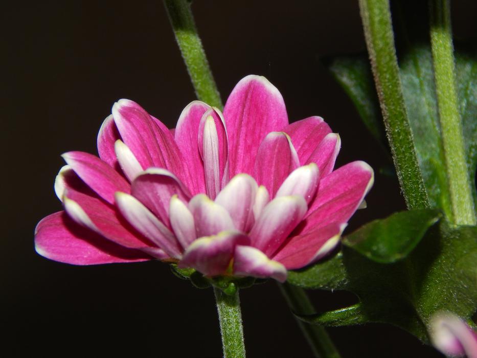Flower Purple Garden