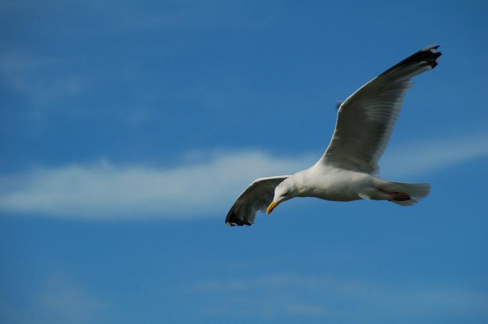 Birds Nature The Dome Of Sky