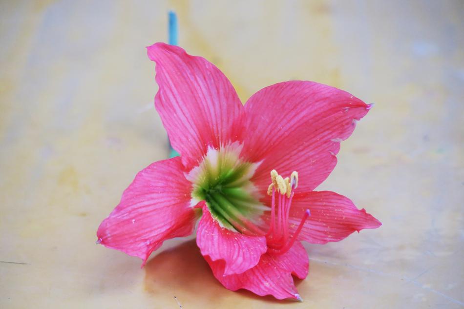 Flower Nature Plant