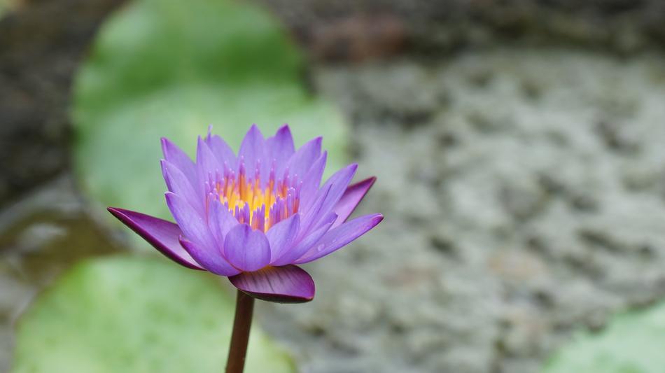 Nature Mare Flower