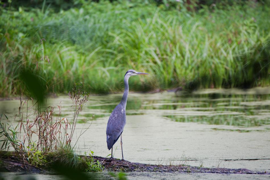Waters Nature Lake