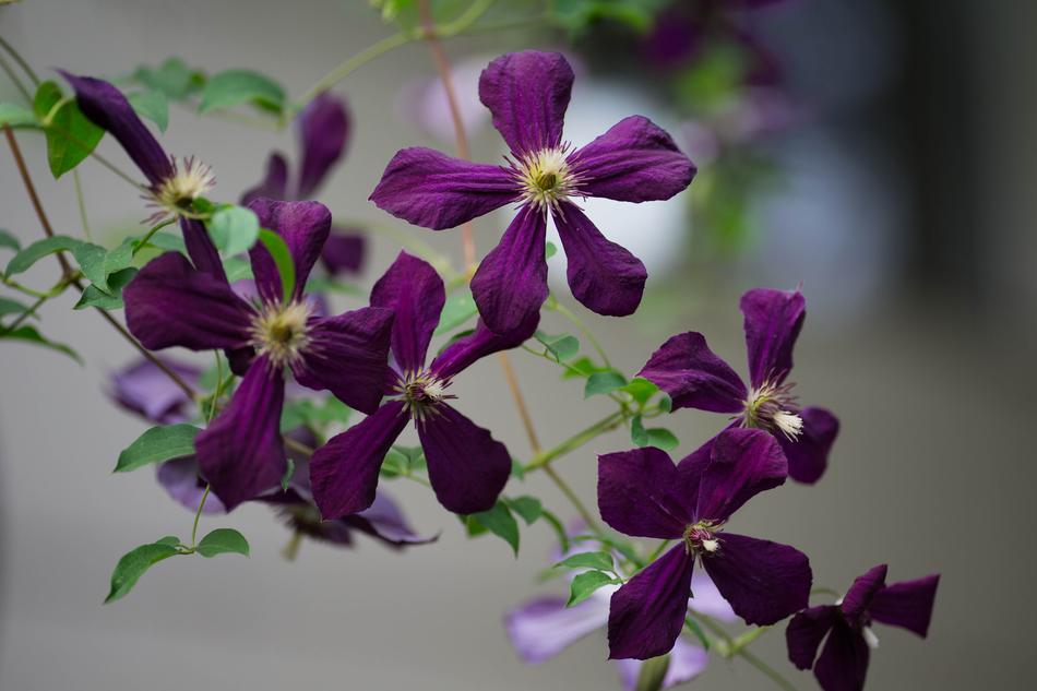 Flower Nature Plant