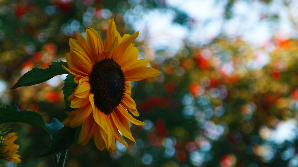 Sunflower Sun Flower