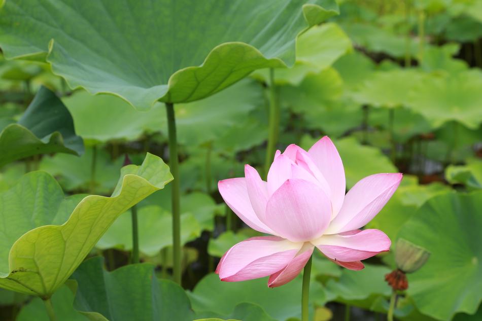 Plants Lotus Aquatic