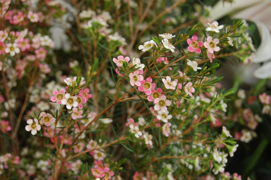 Flower Nature Bloom