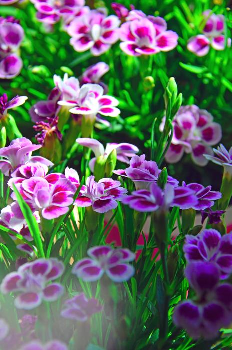 Flower Nature Plant