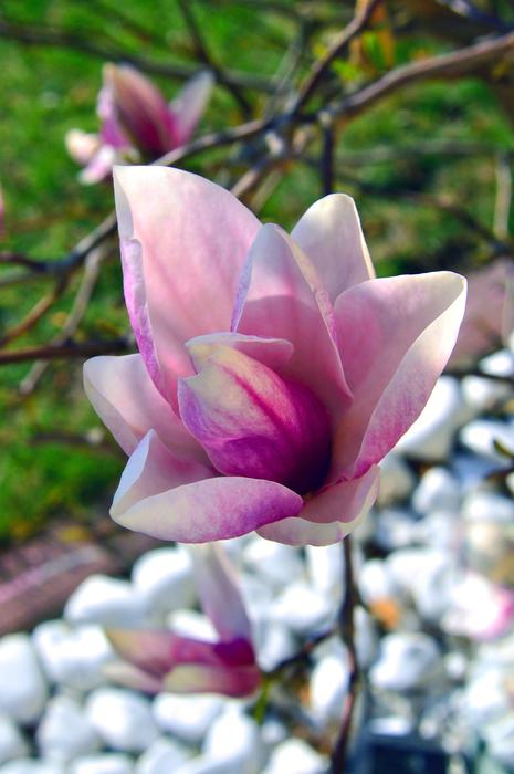 Flower Plant Nature