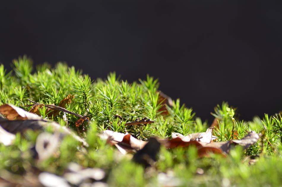 Plant Leaf Nature