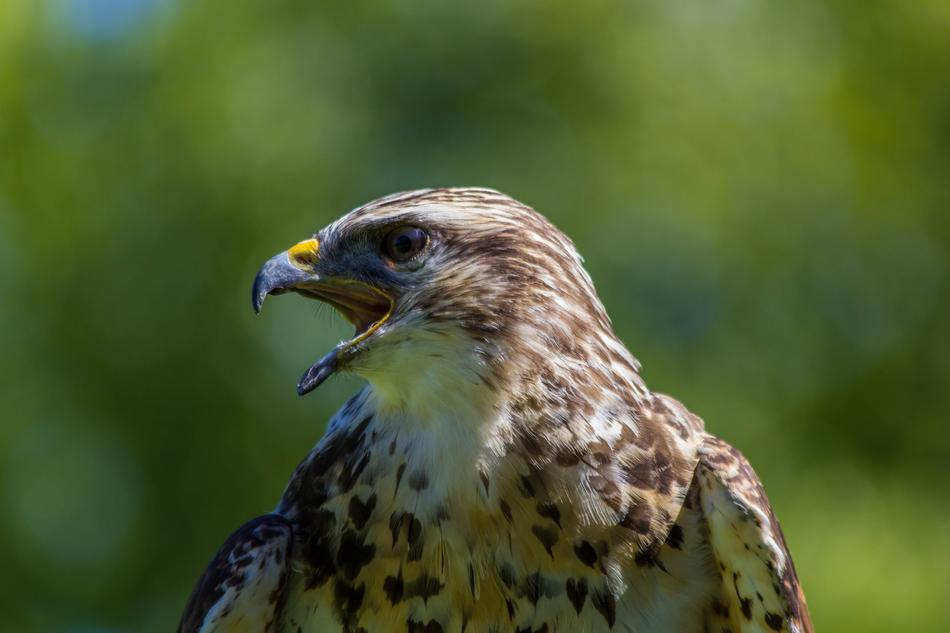 Wild Life Birds Nature macro blur