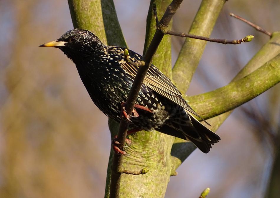 black bird on the branches of a tree