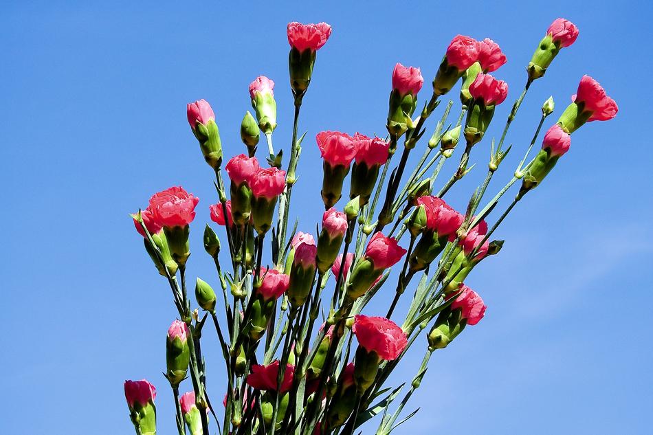 Cloves Flower Nature