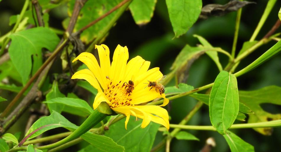 Nature Plant Summer
