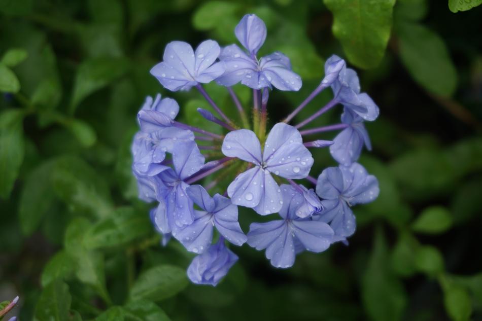 Flower Plant Nature