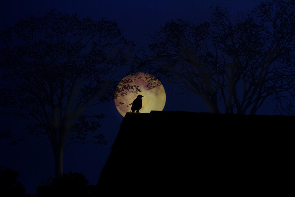 Moon Dark Light