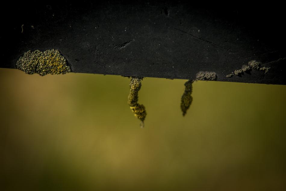 Nature Mushroom Lichen Small