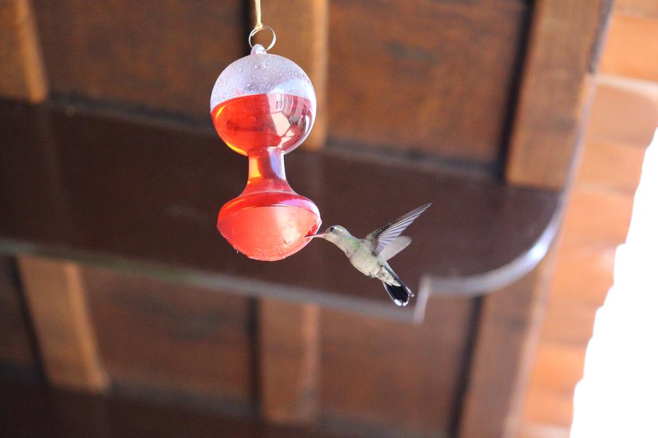 Awesome Hummingbird Nature