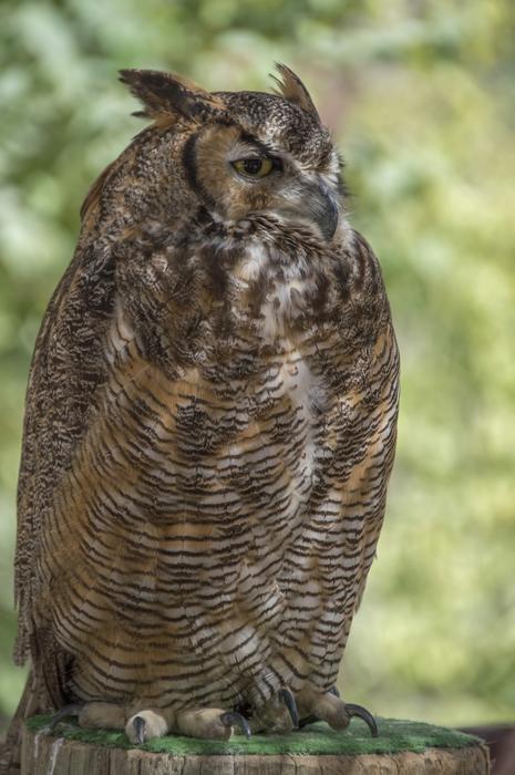 The owl is a big beautiful owl