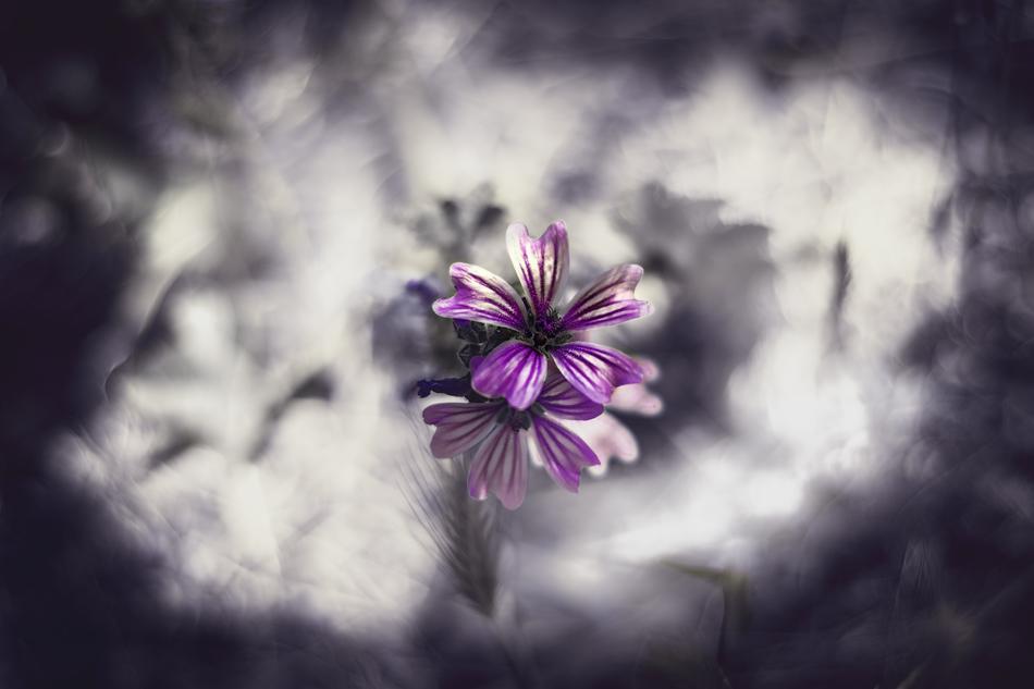 Nature Flower Color