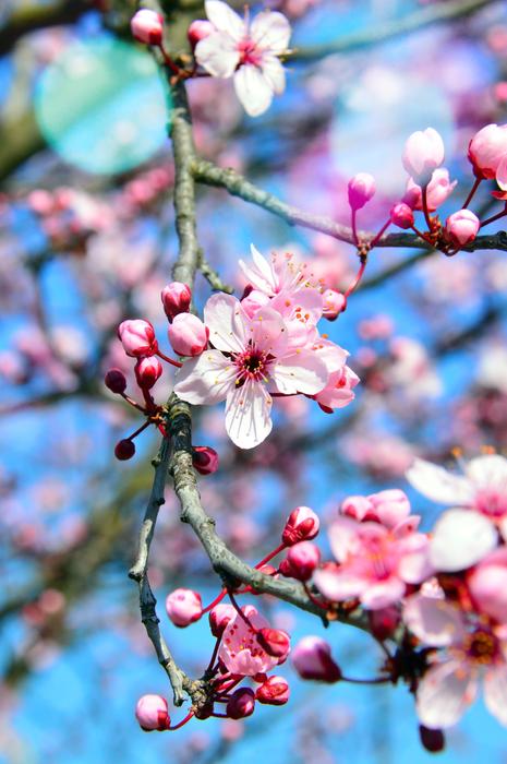 Flower Nature Cherry