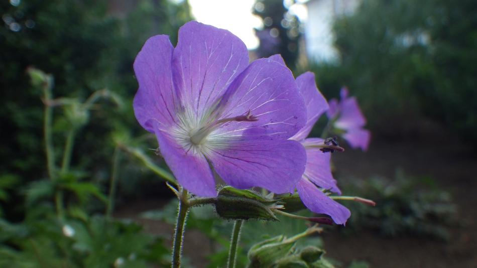 Nature Flower Plant