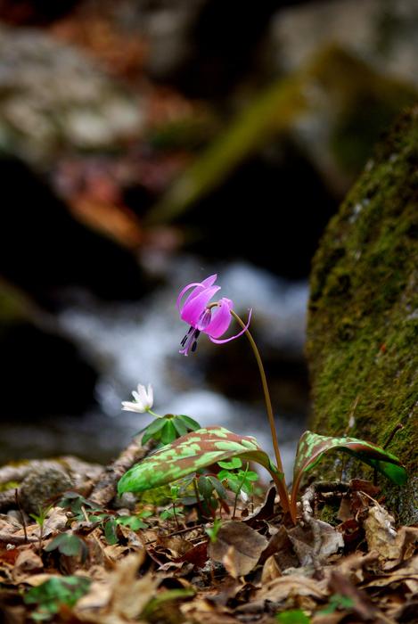 Nature Outdoors Plants