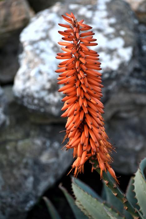 orange plants are a beautiful big orange