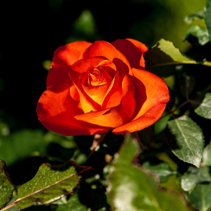 Roses Orange Red Flowers Bloom