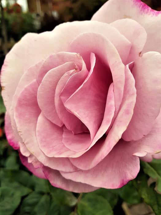 Rose Bloom Flower