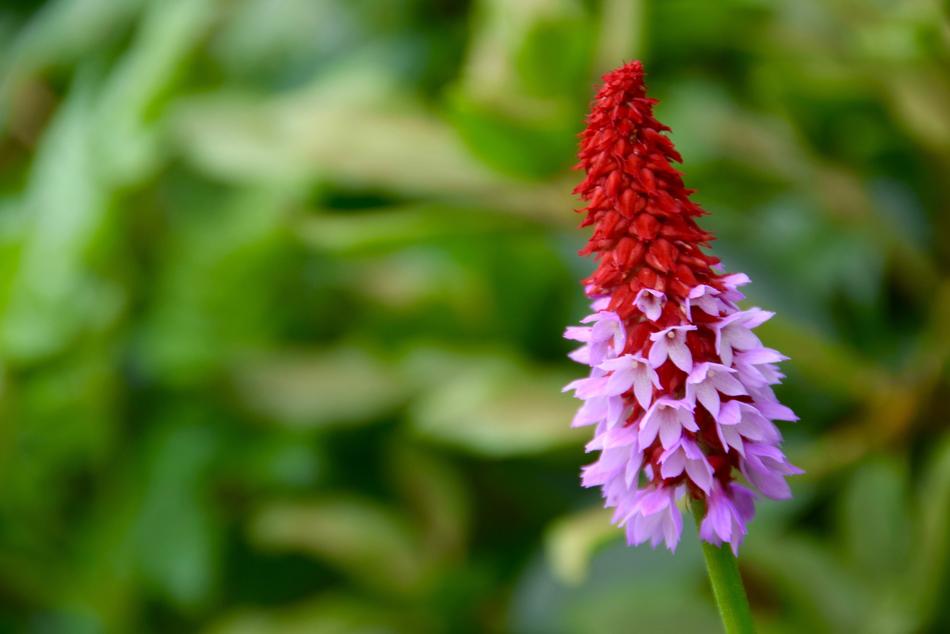 Nature Plant Flower