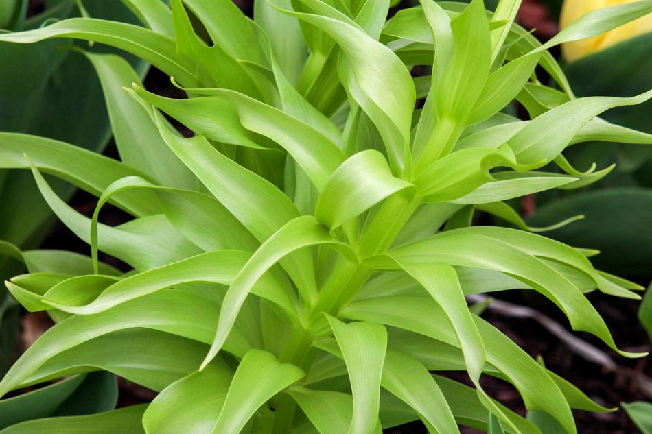 Leaf Flora Nature