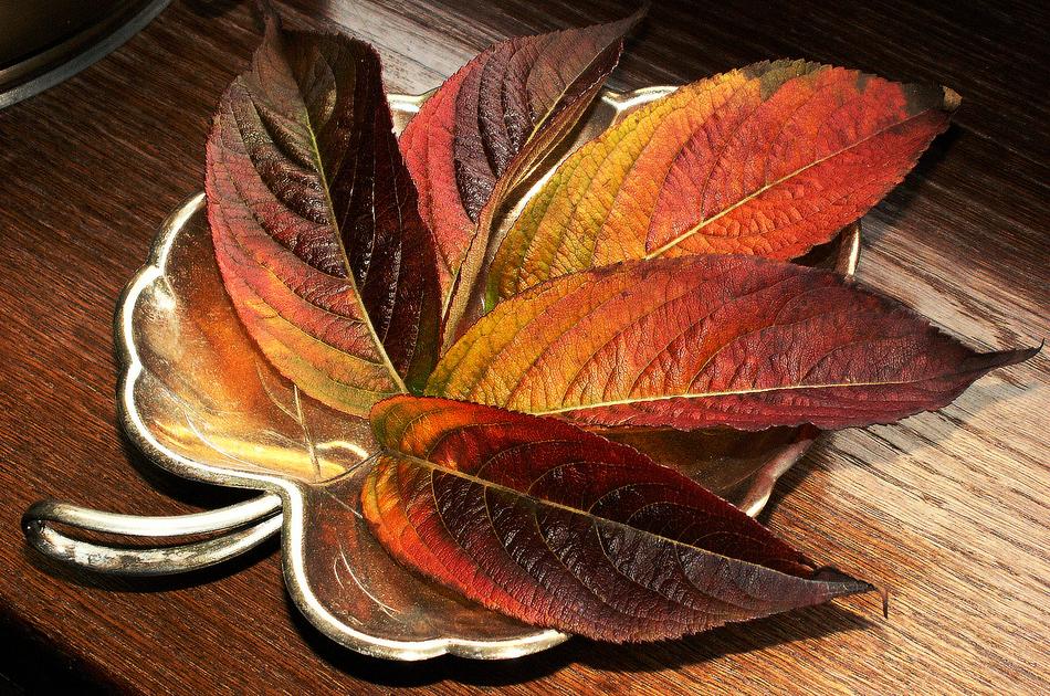 Leaf Nature Color