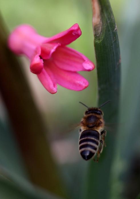 Hyacinth Bee Flight