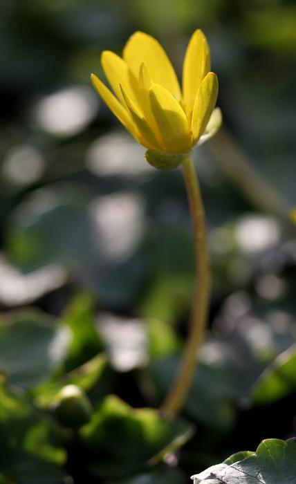 Flower Yellow Plant