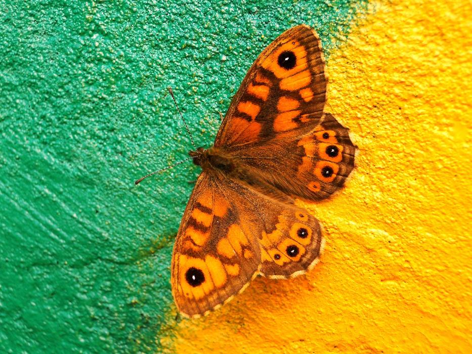 a butterfly on a painted wall