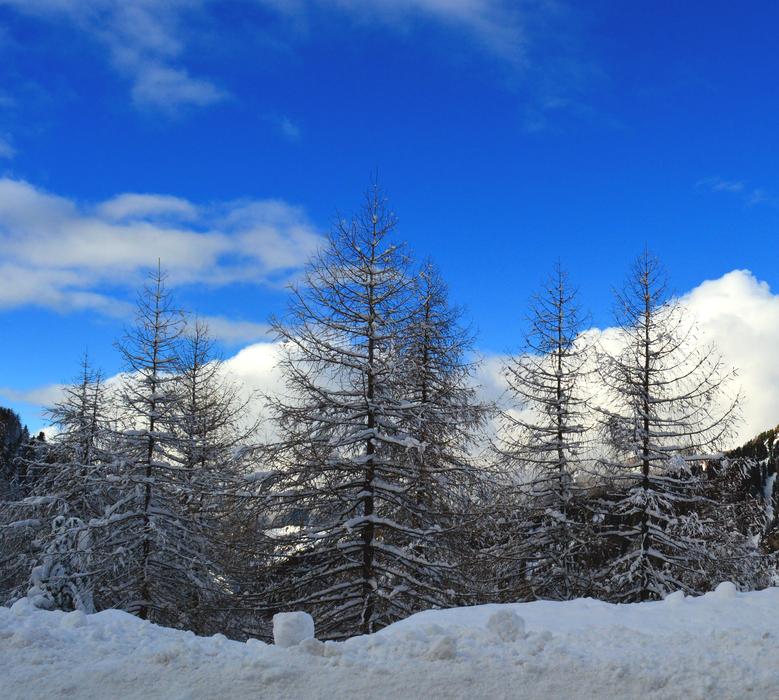 winter trees mountains cold