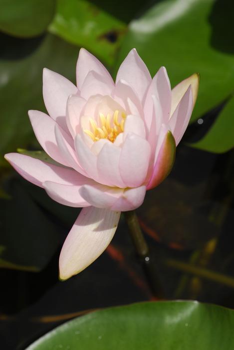 water lily by the grass
