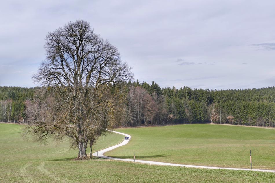 the tree in the field is beautiful