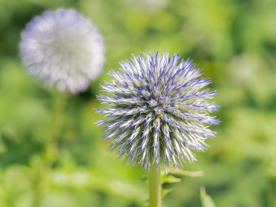 Flower Plant Nature