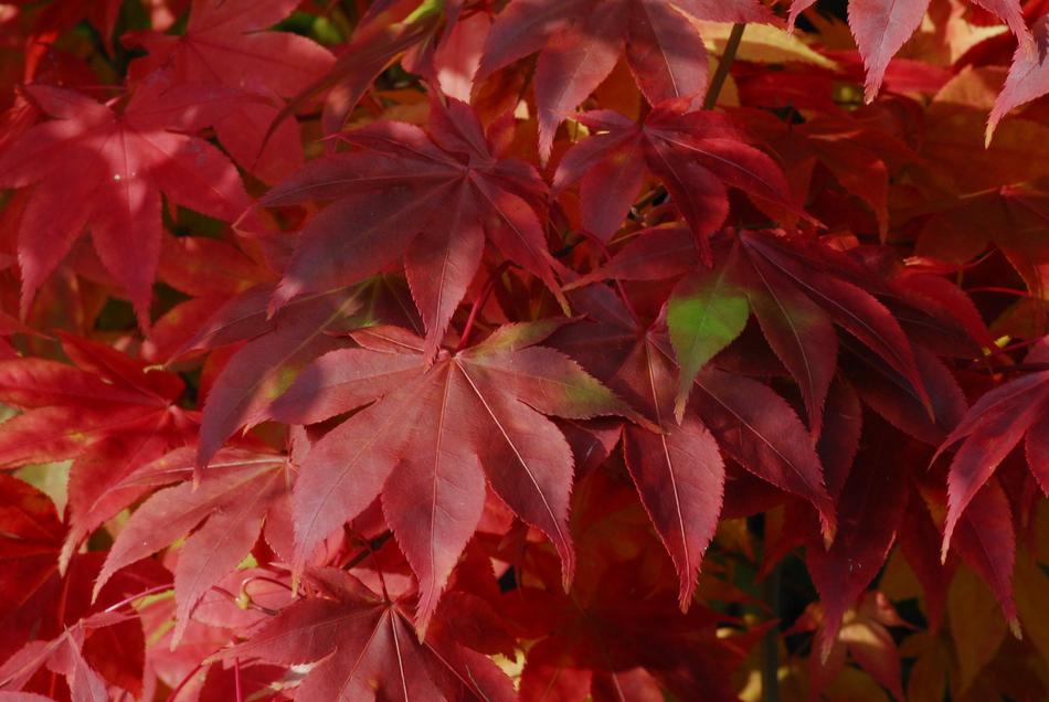 Background Autumn Nature