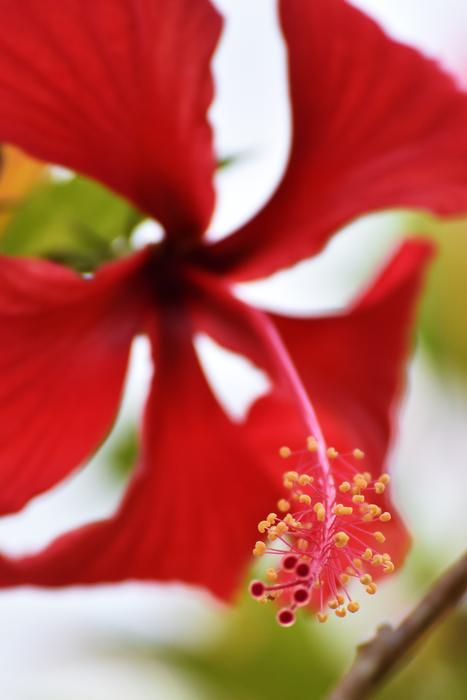 Flower Nature Plant
