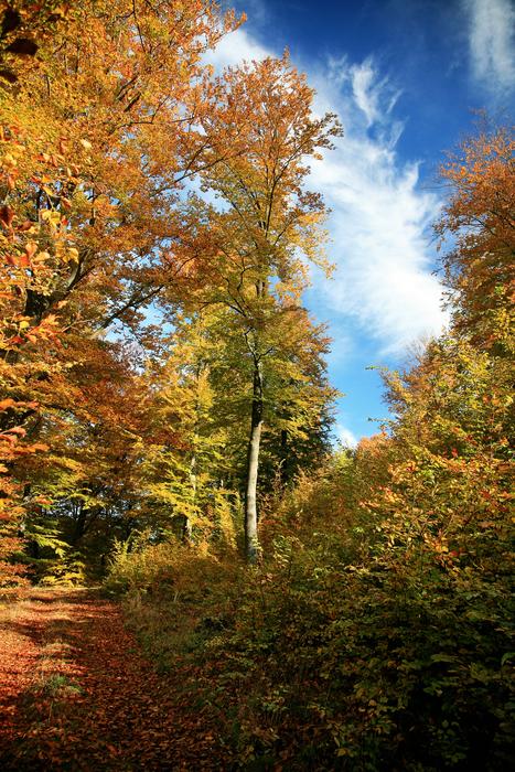 Autumn Forest Tree