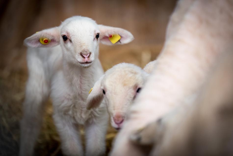 Sheep Livestock Wool