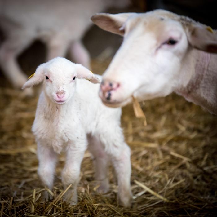Sheep Livestock Wool