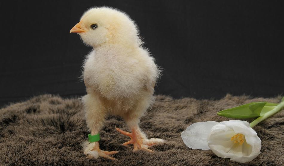 Chicks Hen Hahn