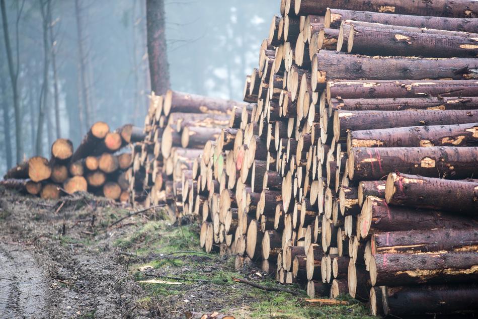 Log Wood Forest