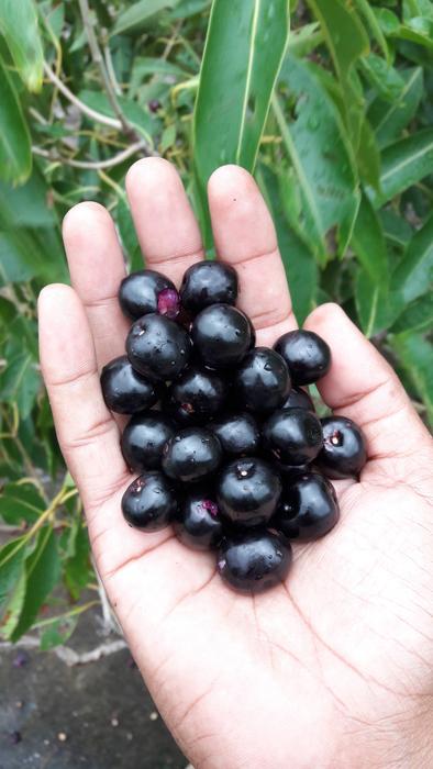 black berries in hand