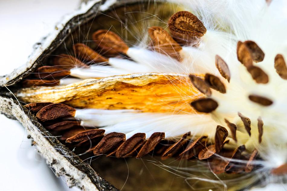 Milkweed Seeds